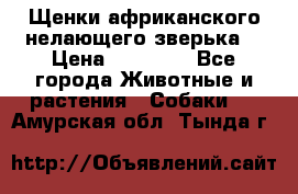 Щенки африканского нелающего зверька  › Цена ­ 35 000 - Все города Животные и растения » Собаки   . Амурская обл.,Тында г.